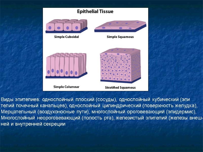 Виды эпителиев: однослойный плоский (сосуды), однослойный кубический (эпи телий почечный канальцев), однослойный цилиндрический (поверхность
